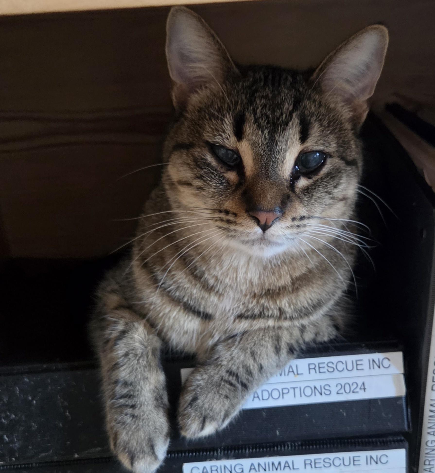 Enlarge Lulu aka Louise Brooks, a Adoptable Domestic Short Hair in Chicago, IL image 3/5