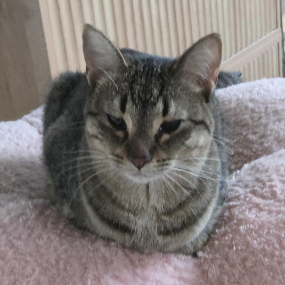 Lulu aka Louise Brooks, Adoptable, Adult Female Domestic Short Hair.