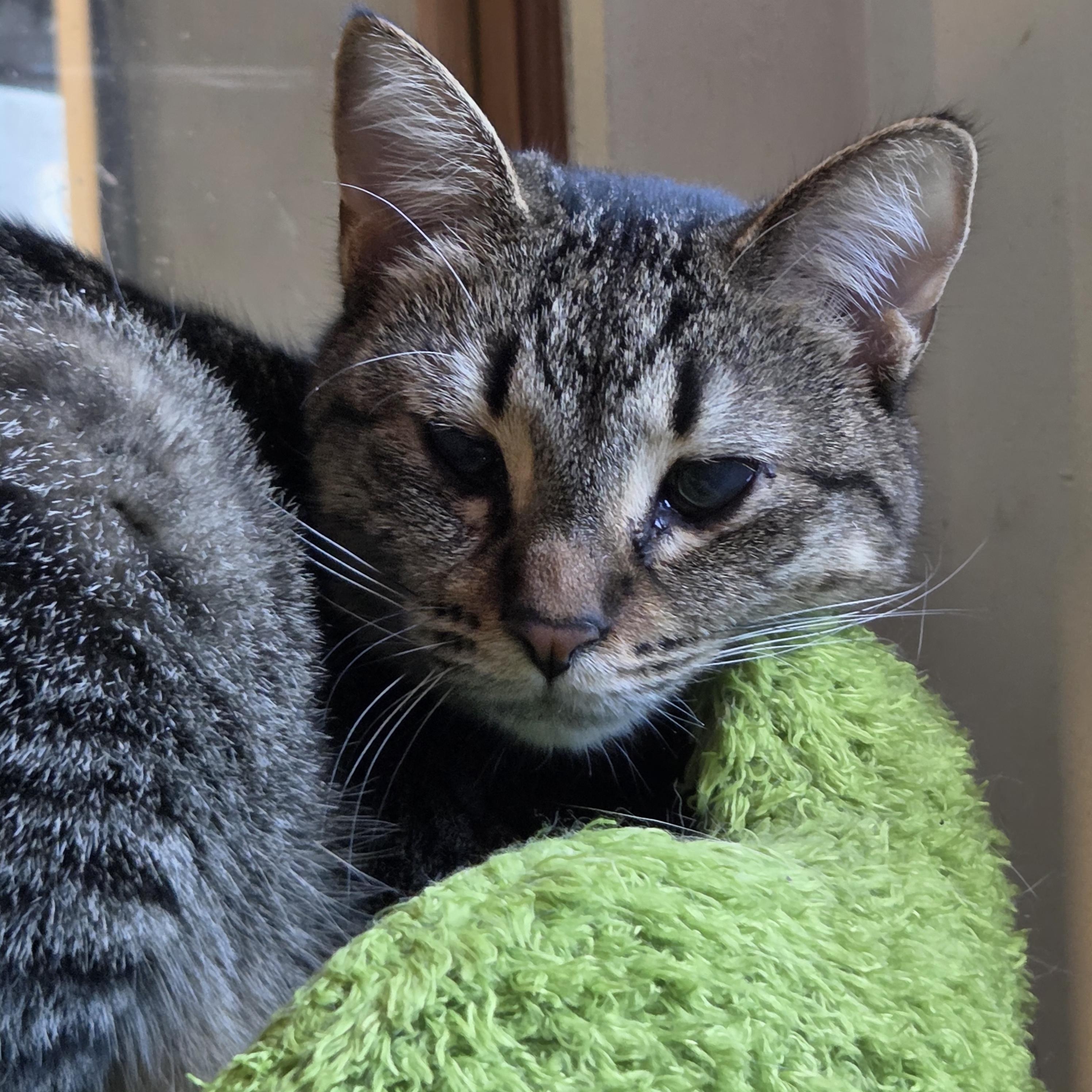 Enlarge Lulu aka Louise Brooks, a Adoptable Domestic Short Hair in Chicago, IL image 2/5