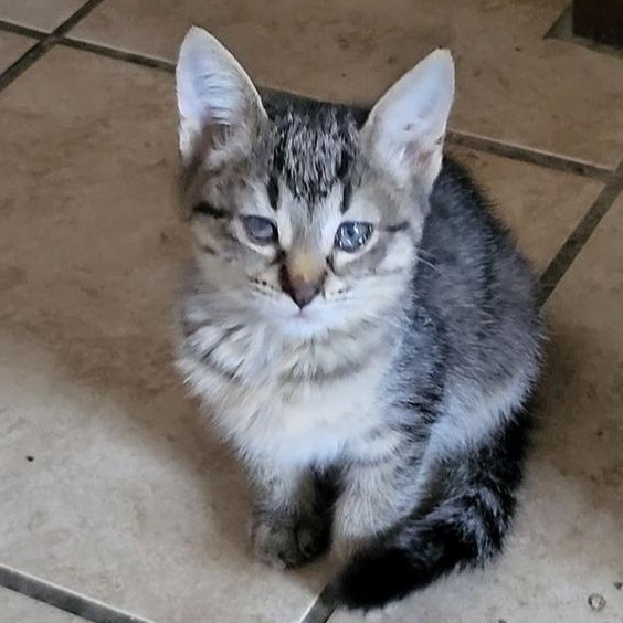 Lulu aka Louise Brooks, a Adoptable Domestic Short Hair in Chicago, IL image 2/5