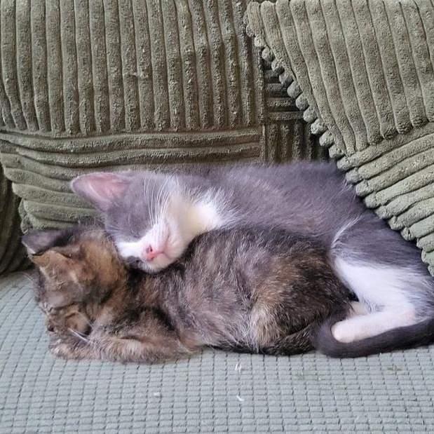 Lulu aka Louise Brooks, a Adoptable Domestic Short Hair in Chicago, IL image 3/5