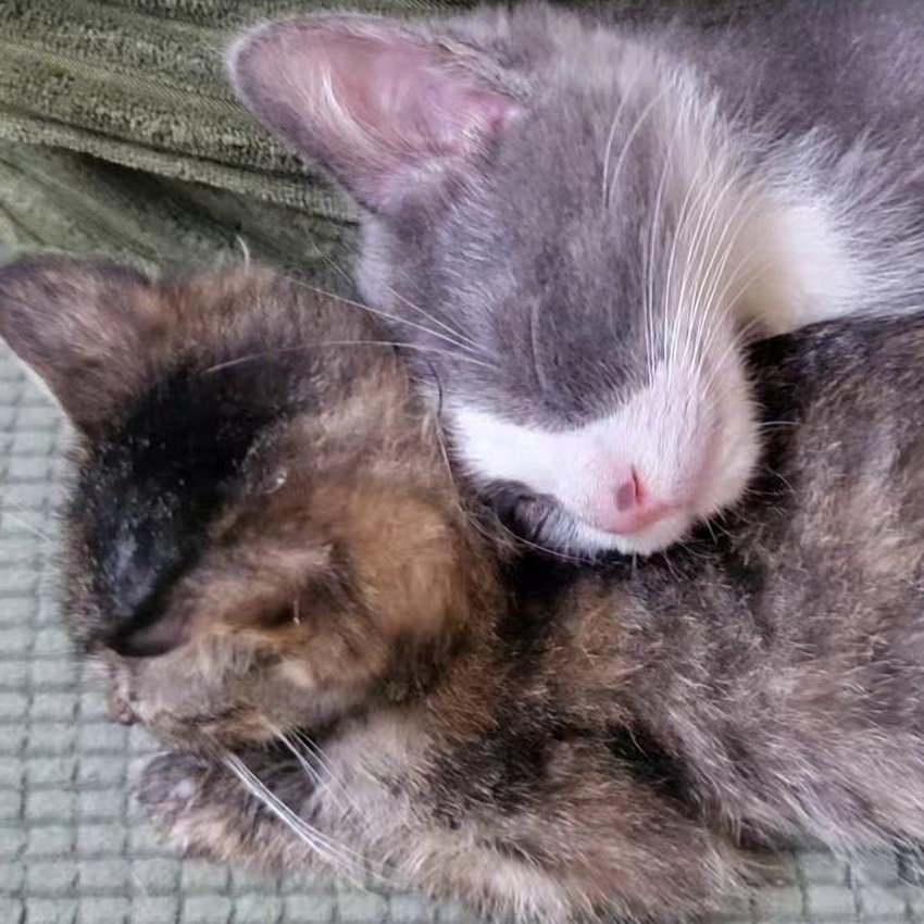 Lulu aka Louise Brooks, a Adoptable Domestic Short Hair in Chicago, IL image 5/5