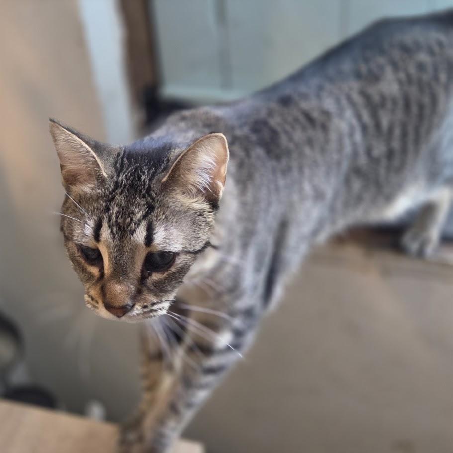 Enlarge Lulu aka Louise Brooks, a Adoptable Domestic Short Hair in Chicago, IL image 4/5