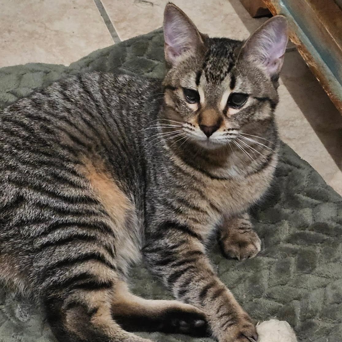 Lulu aka Louise Brooks, a Adoptable Domestic Short Hair in Chicago, IL image 1/5