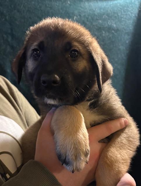 Greta - In Foster, ADOPTABLE, Puppy Female German Shepherd Dog.
