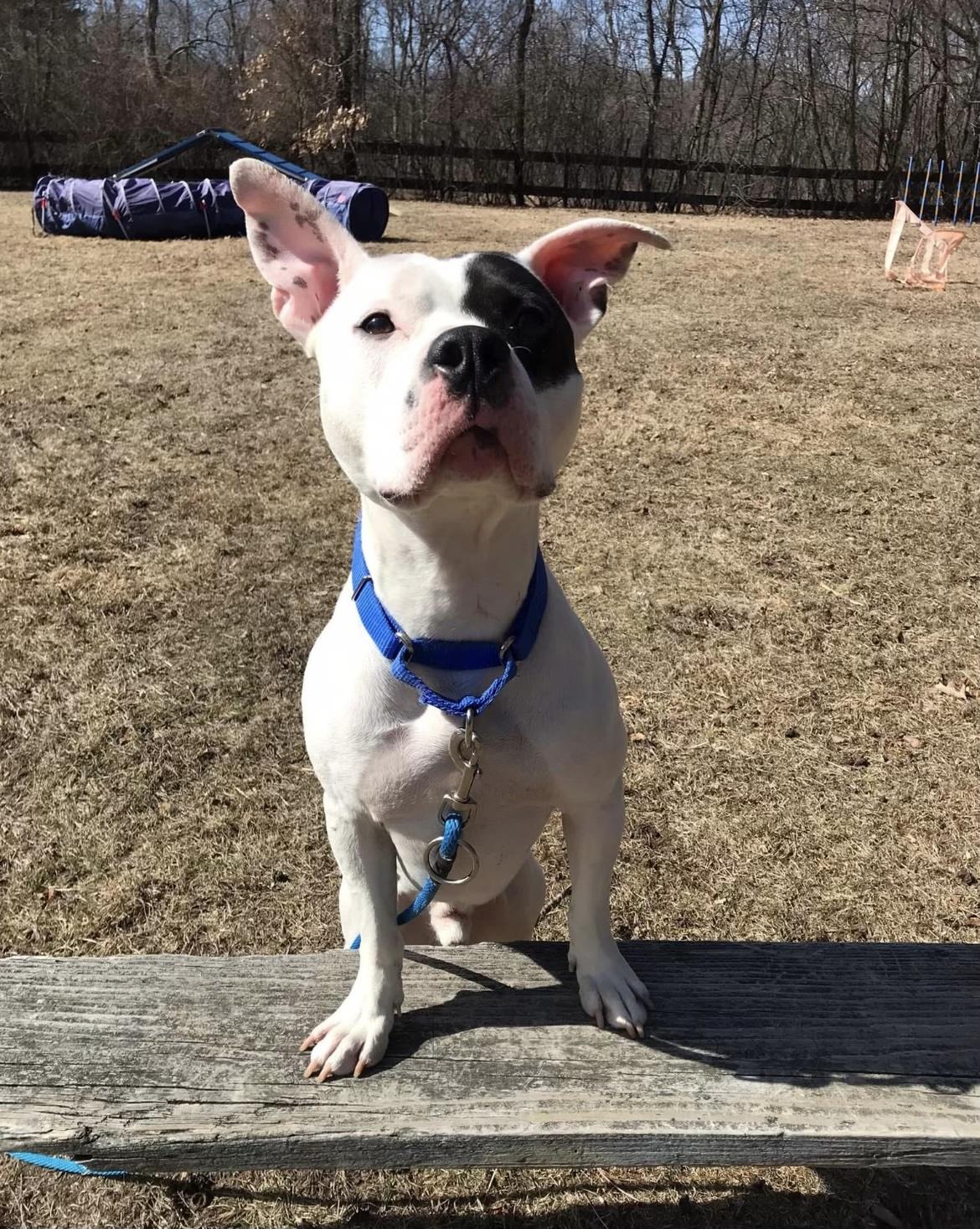 Prince, Adoptable, Adult Male Pit Bull Terrier.