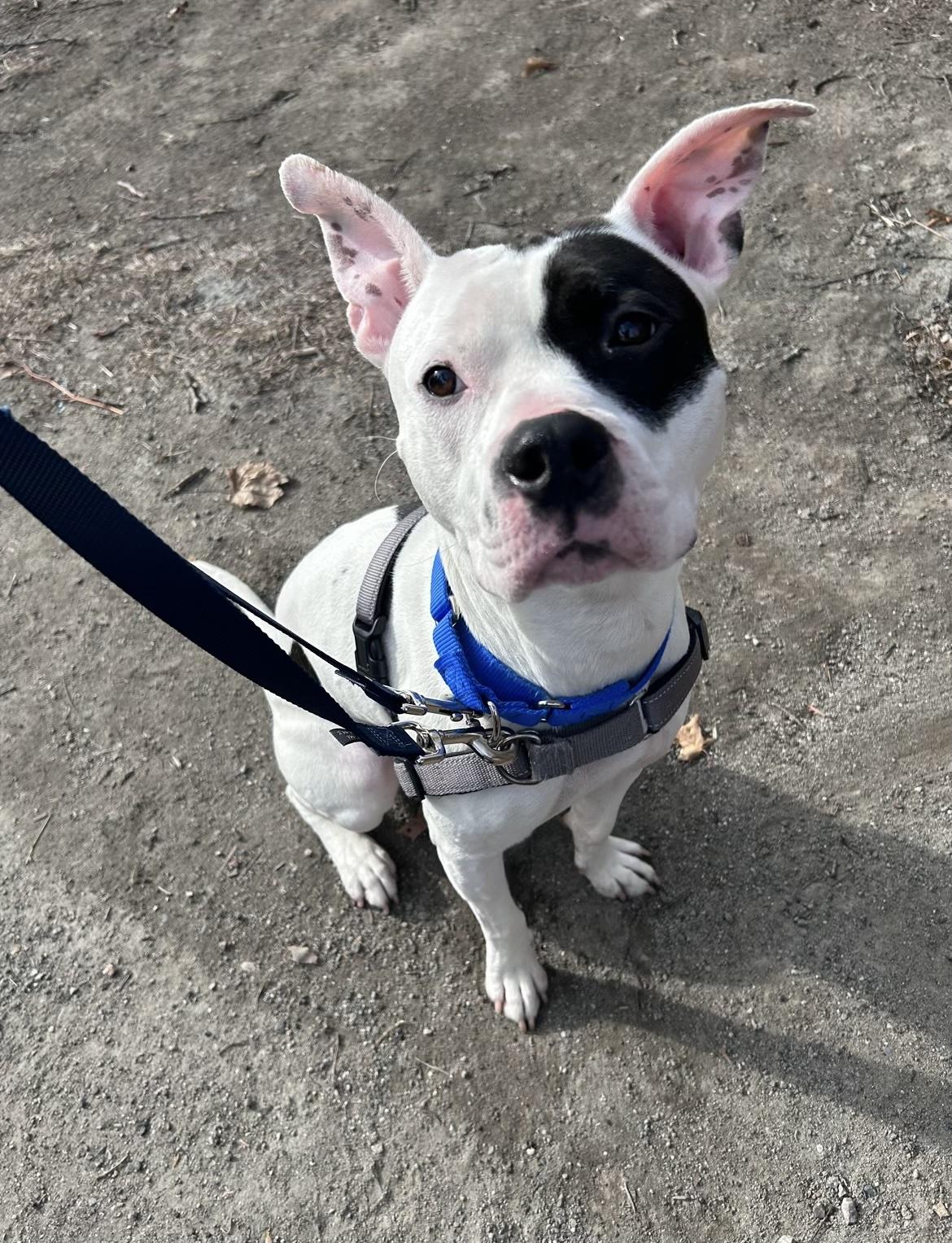 Prince, a Adoptable mixed breed in Milton, MA image 2/2