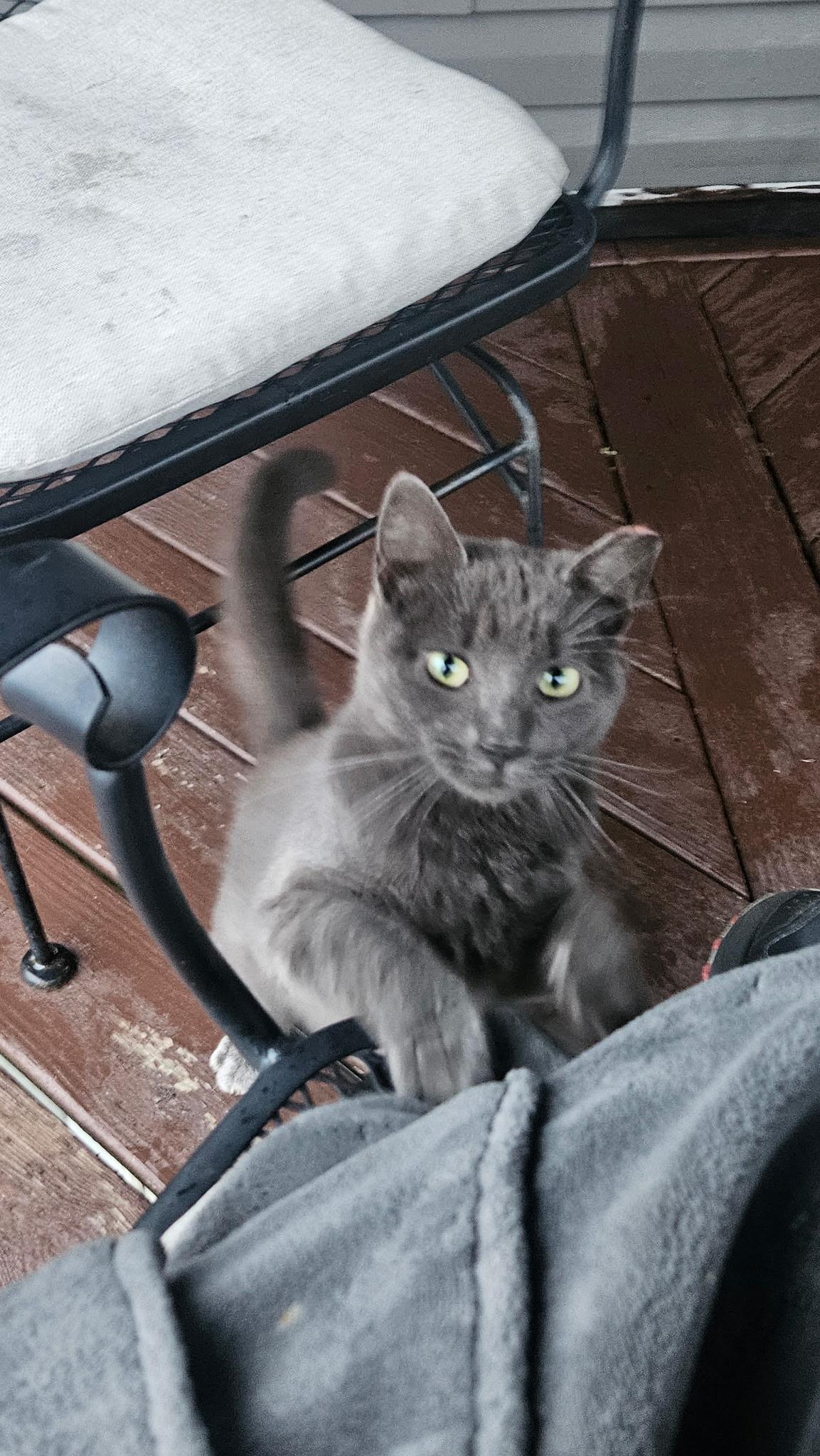 Enlarge Monday, a ADOPTABLE Russian Blue in Mansfield, PA image 1/4