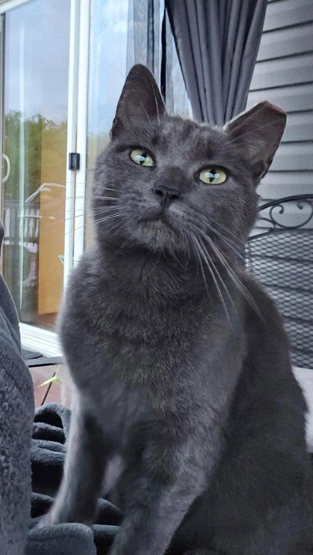 Enlarge Monday, a ADOPTABLE Russian Blue in Mansfield, PA image 3/4