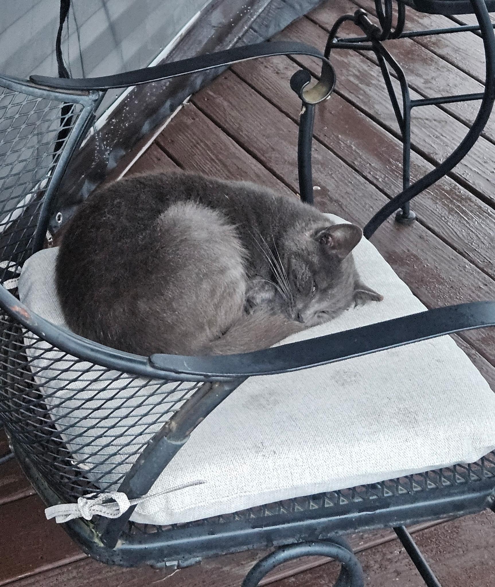 Enlarge Monday, a ADOPTABLE Russian Blue in Mansfield, PA image 2/4