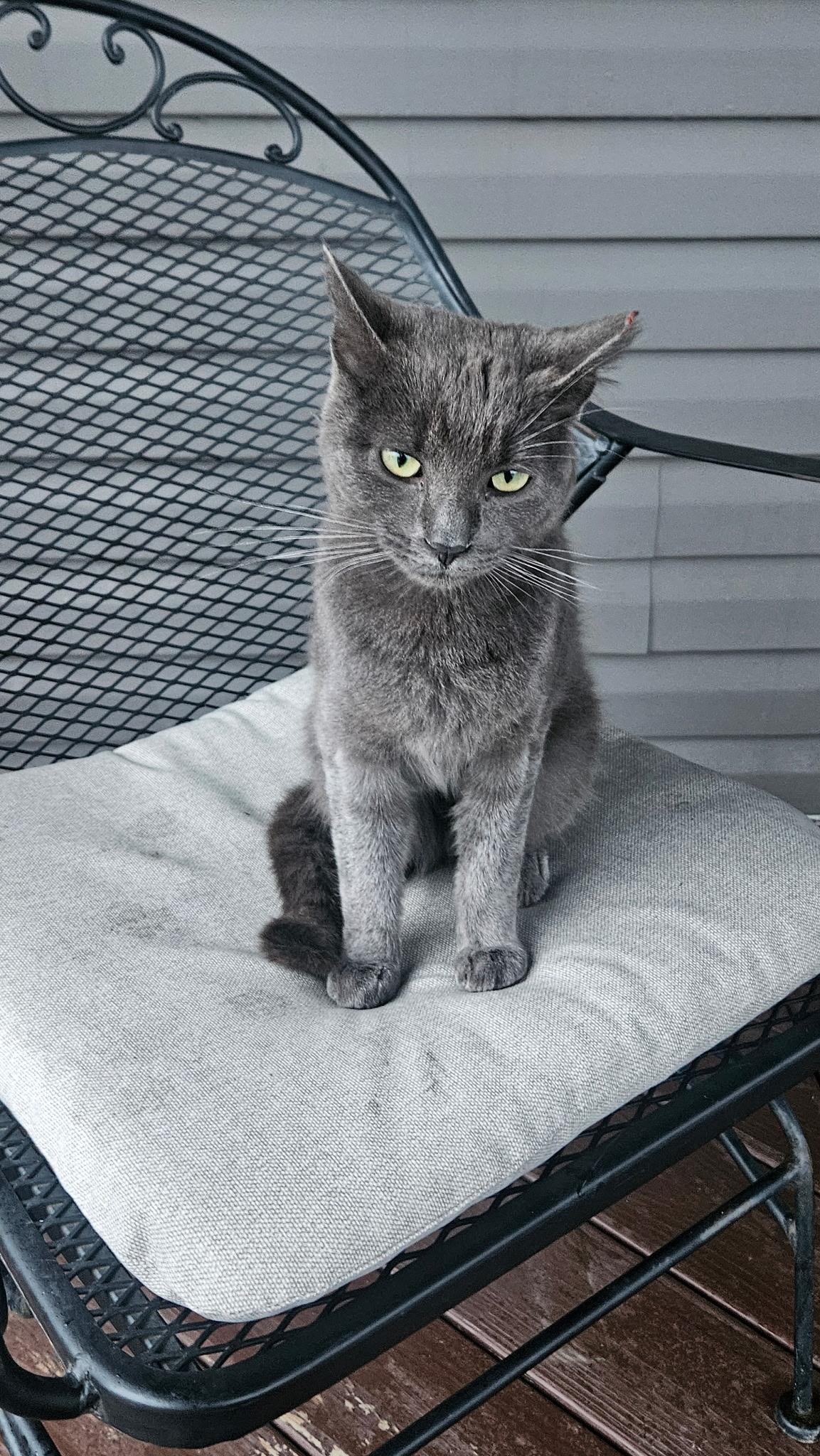 Enlarge Monday, a ADOPTABLE Russian Blue in Mansfield, PA image 4/4