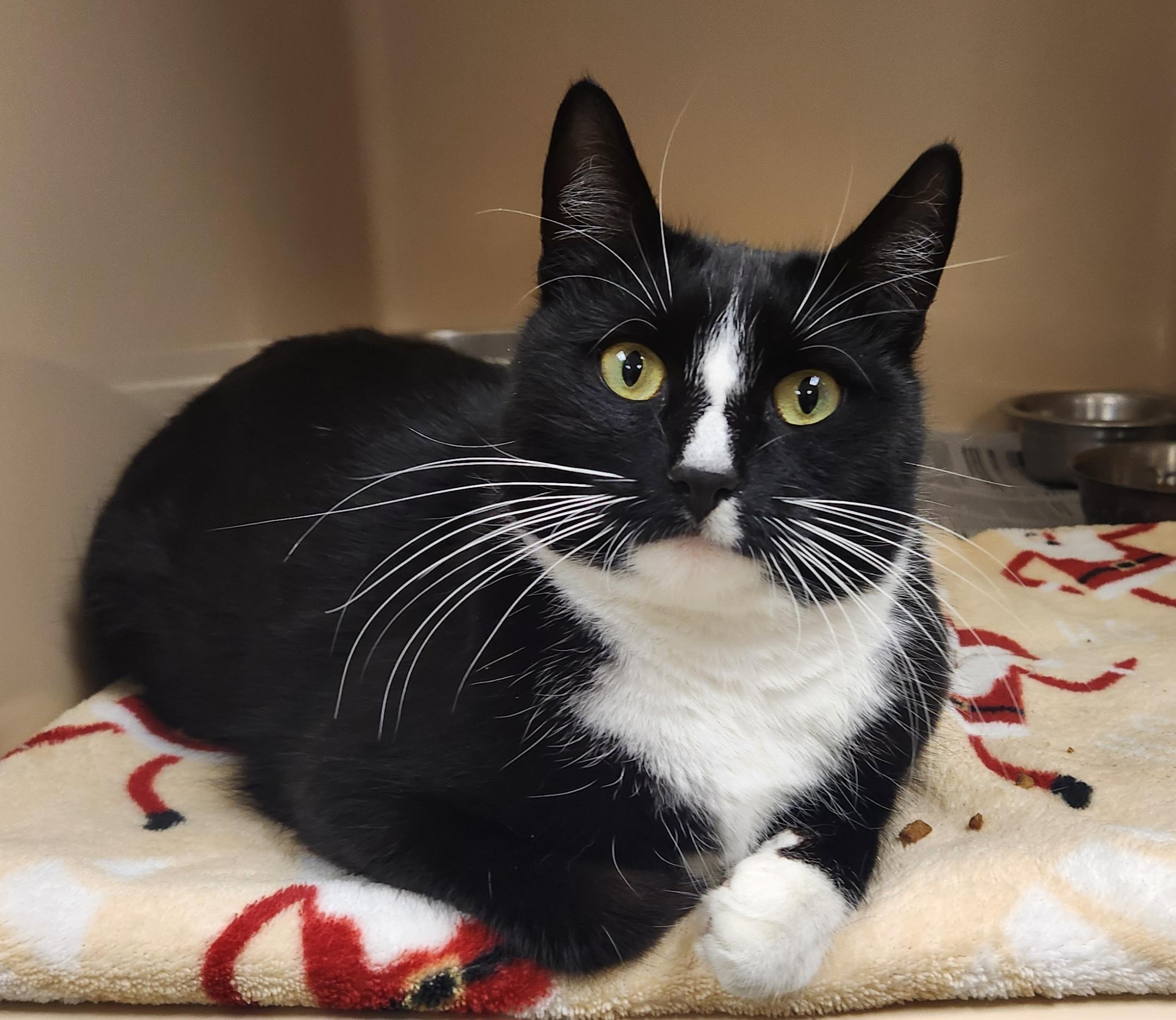 Guppie , ADOPTABLE, Young Female Domestic Short Hair.