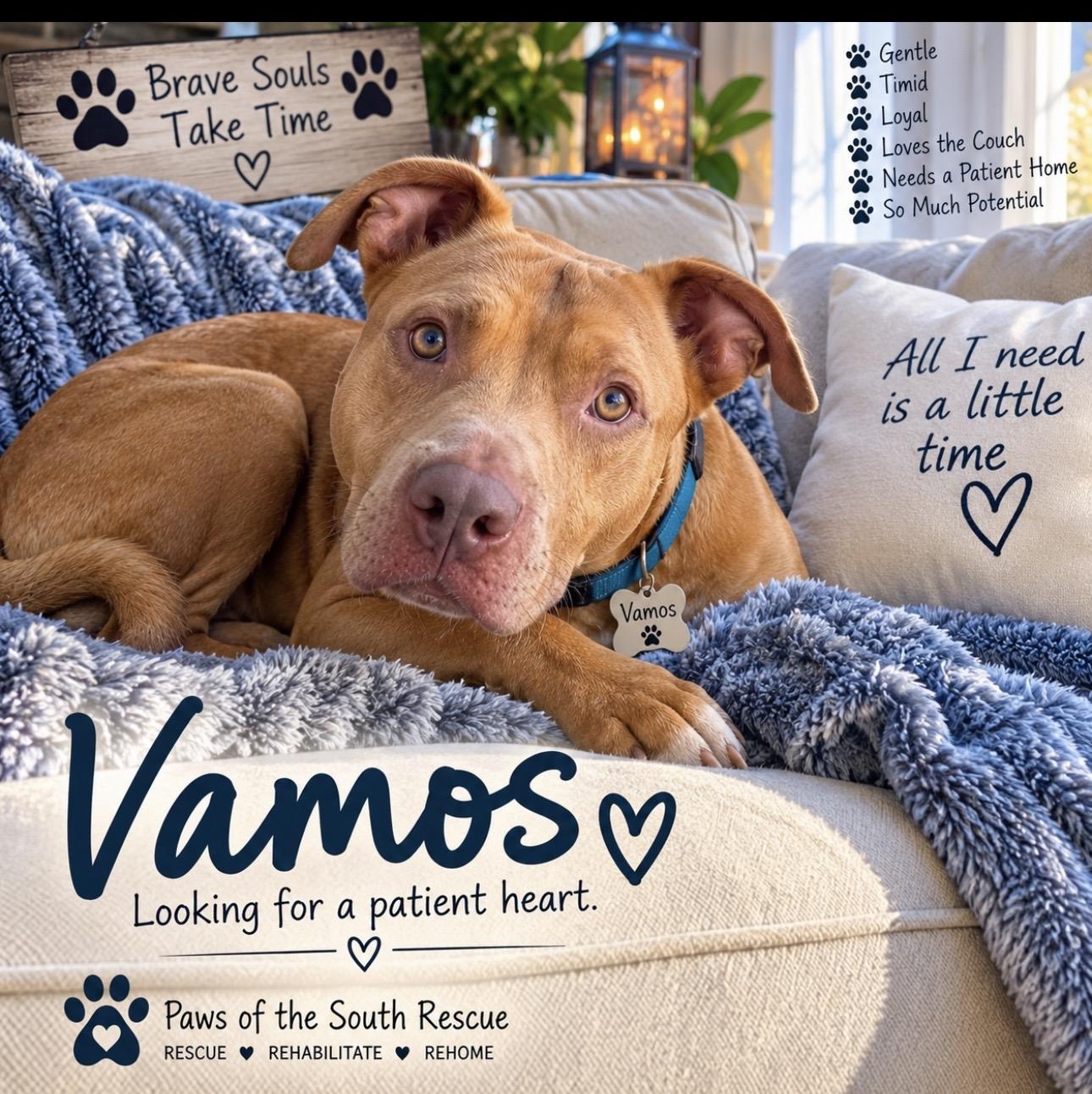 Vamos, Adoptable, Adult Male Pit Bull Terrier.