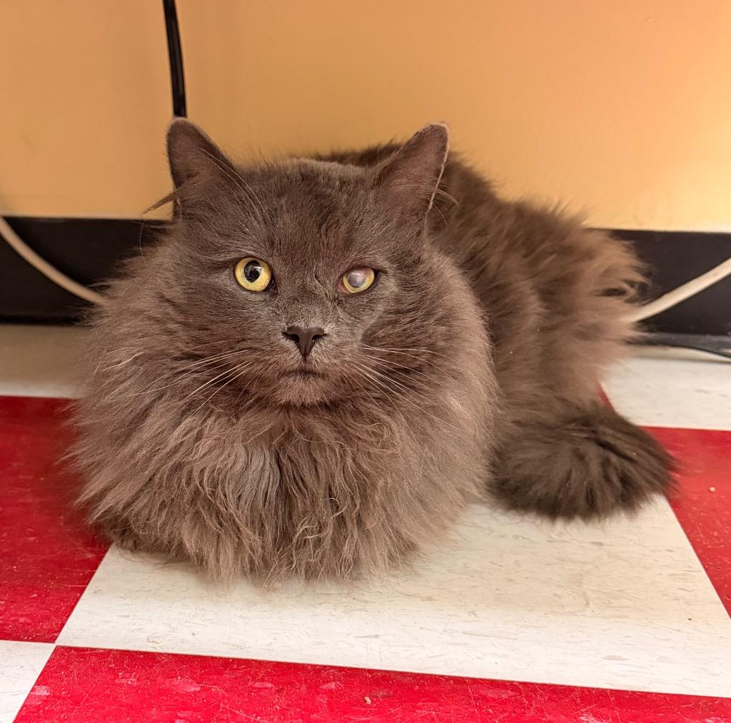 MR. E, Adopted, Adult Male Domestic Long Hair.