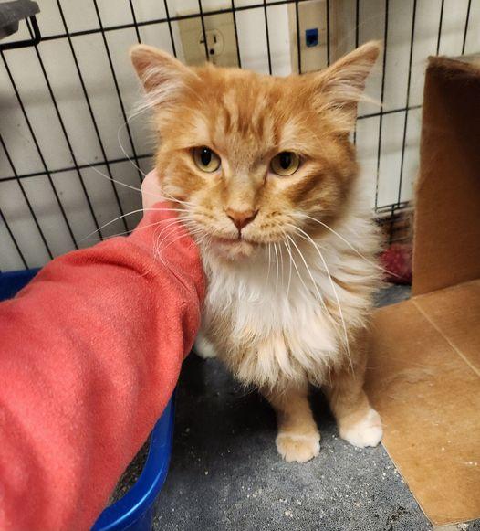 Enlarge BUMBLEBEE, a Adoptable Domestic Long Hair in Grand Forks, ND image 2/3