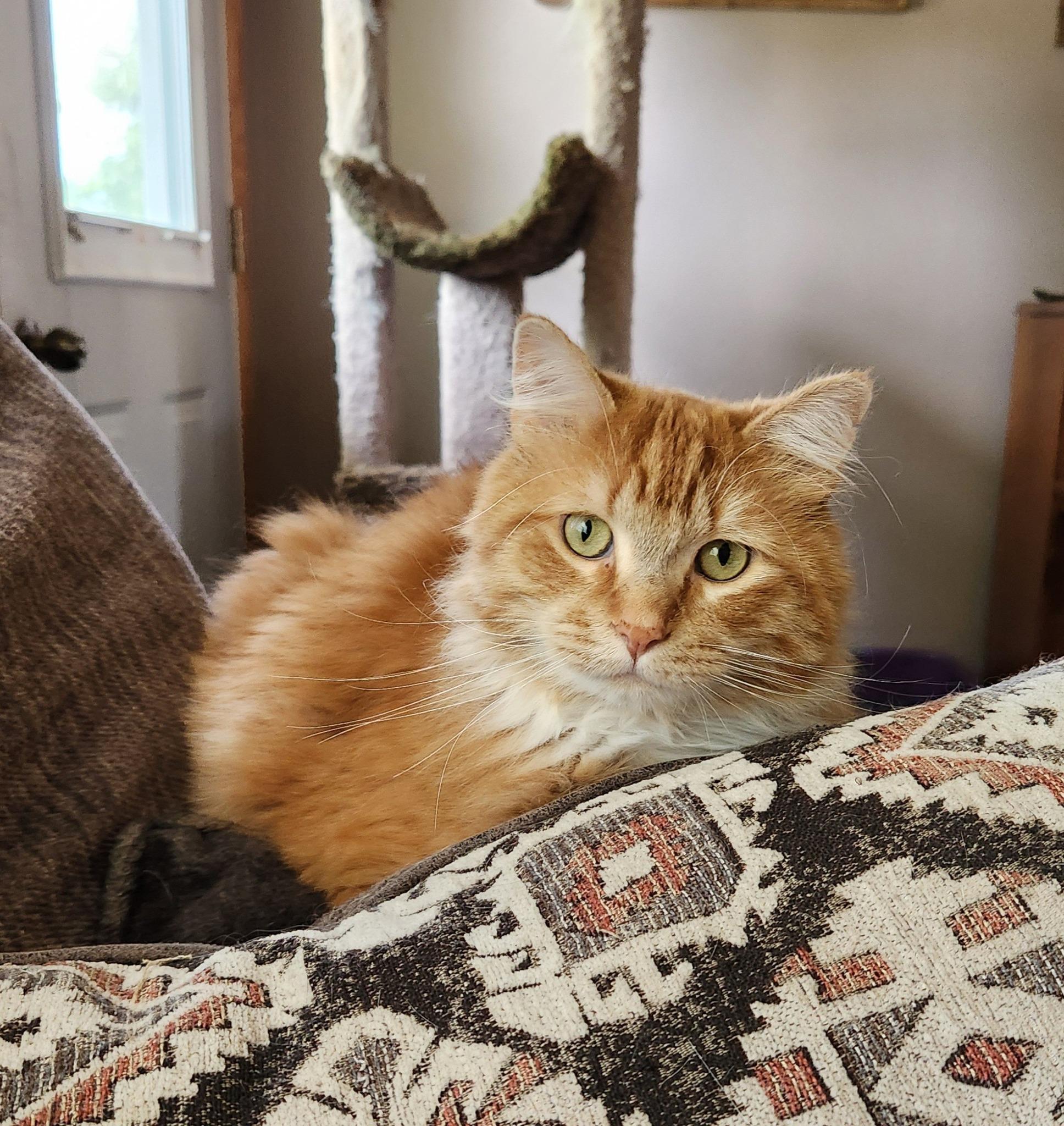 BUMBLEBEE, Adoptable, Adult Male Domestic Long Hair.