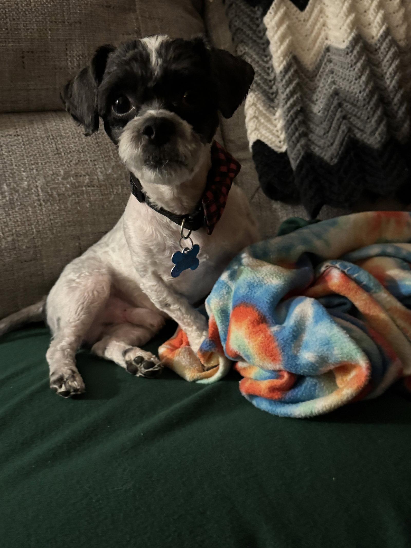 Enlarge Trooper, a Adoptable mixed breed in Forest, VA image 1/3