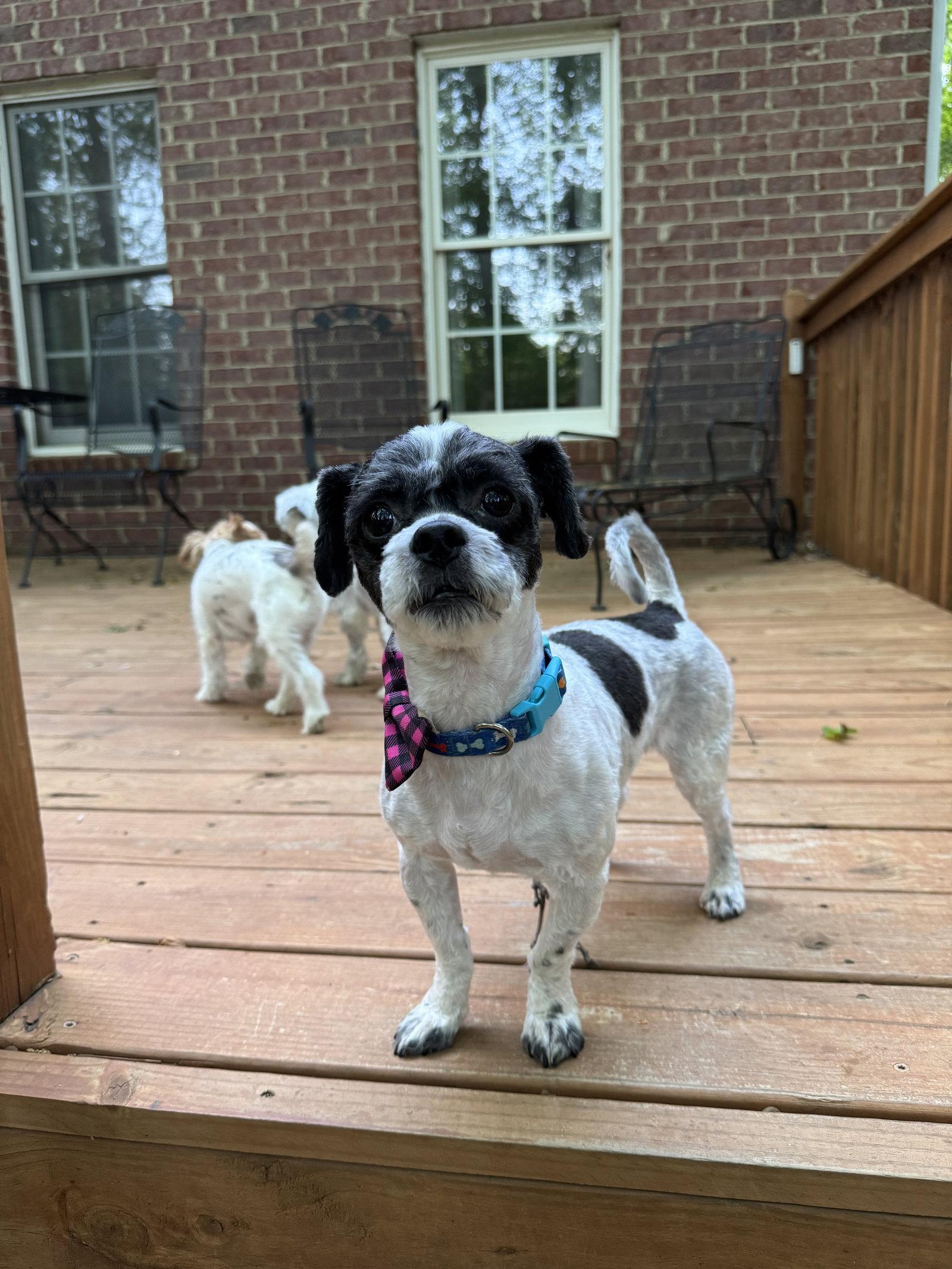 Enlarge Trooper, a Adoptable mixed breed in Forest, VA image 2/3