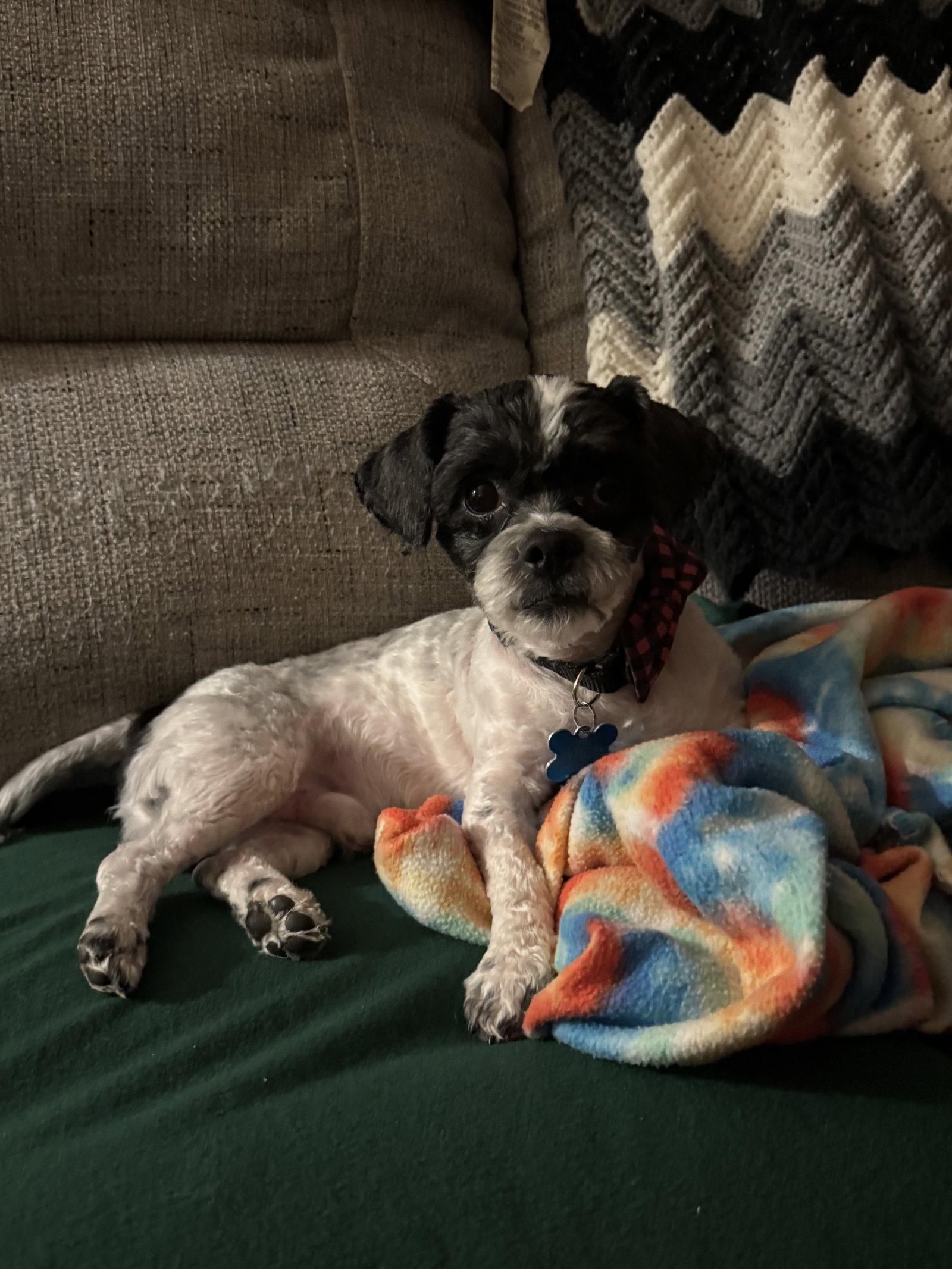 Enlarge Trooper, a Adoptable mixed breed in Forest, VA image 3/3