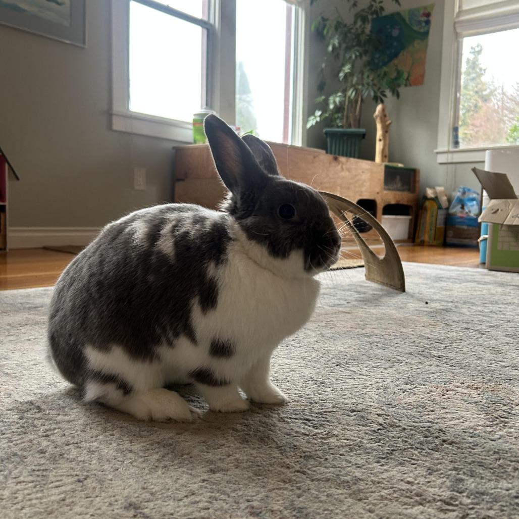 Duchess, Adoptable, Adult Female Mini Lop & Holland Lop.