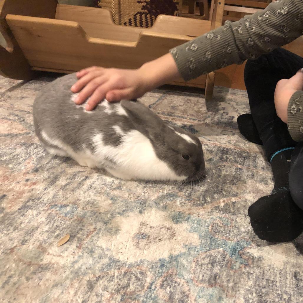 Enlarge Duchess, a Adoptable mixed breed in Portland, OR image 2/5