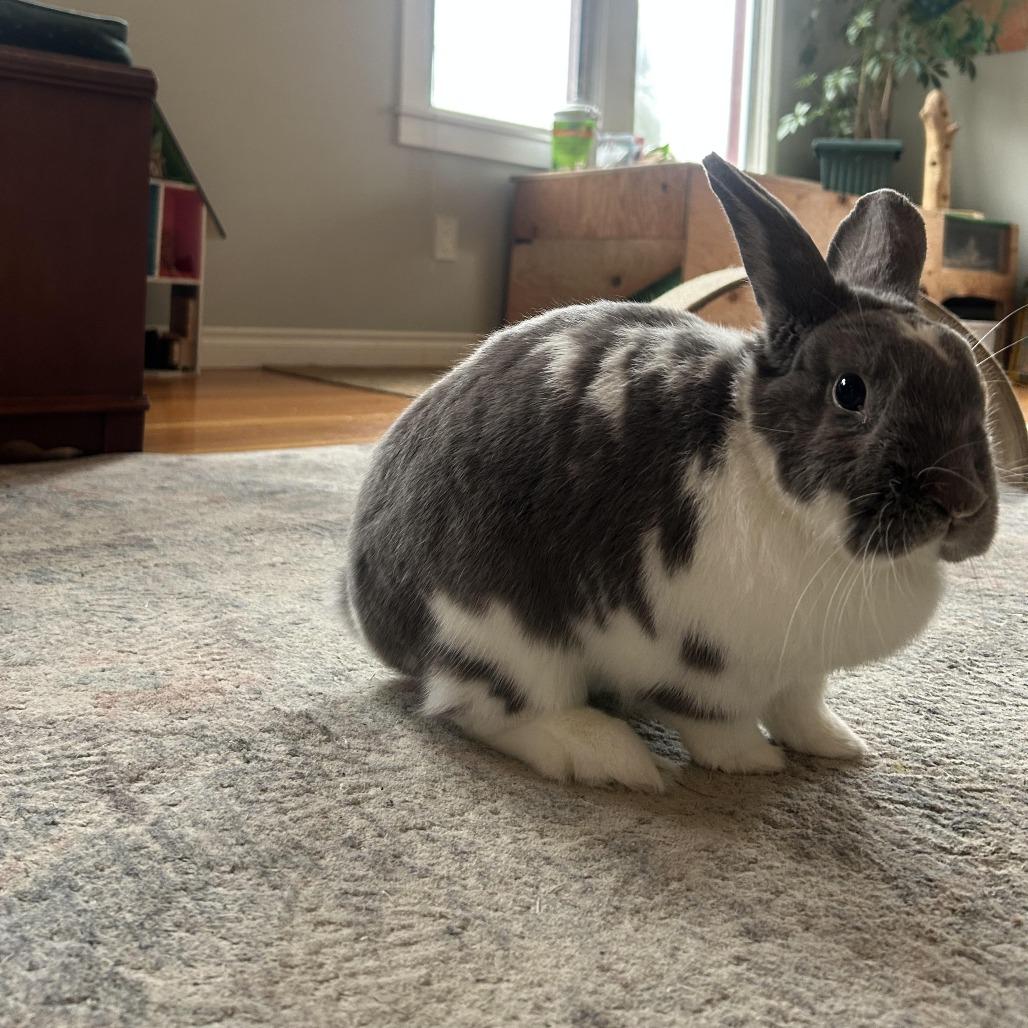 Enlarge Duchess, a Adoptable mixed breed in Portland, OR image 3/5