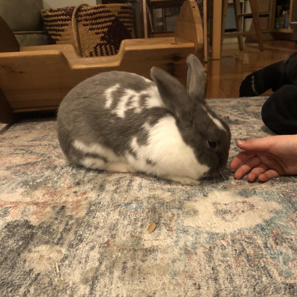 Enlarge Duchess, a Adoptable mixed breed in Portland, OR image 4/5