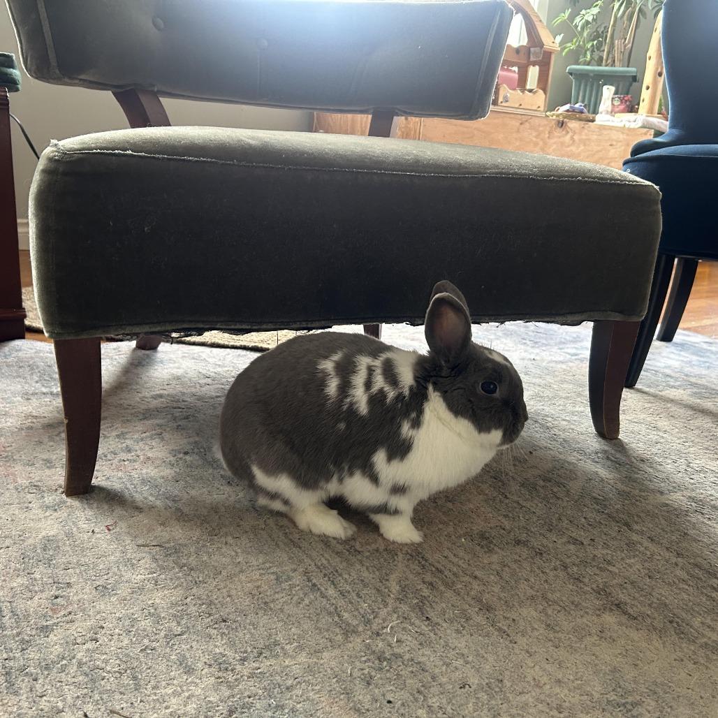 Enlarge Duchess, a Adoptable mixed breed in Portland, OR image 5/5