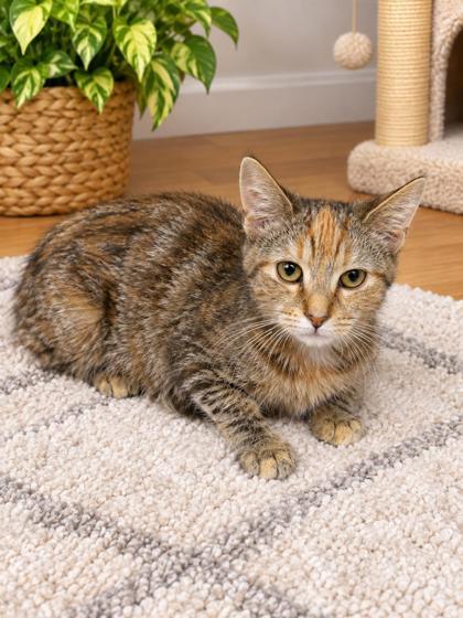 Enlarge Mt. Dew, a Adoptable mixed breed in Paducah, KY image 1/1