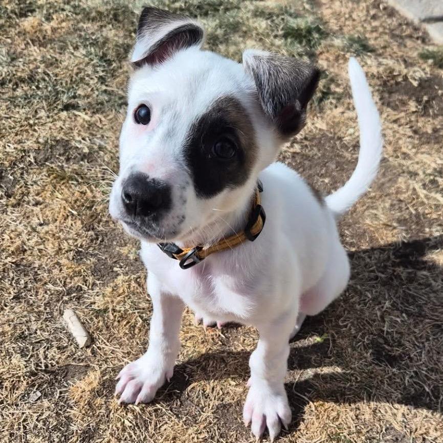 135 (2026) Spot, Adoptable, Puppy Male Akita.