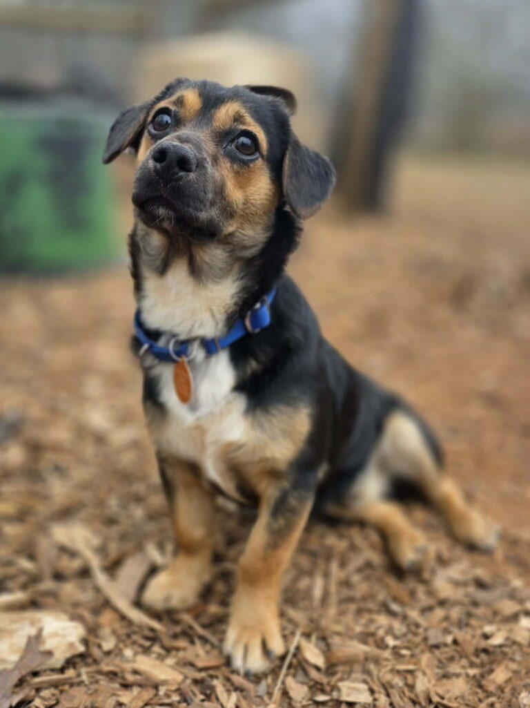 Yogi, a ADOPTABLE mixed breed in Red Hook, NY image 4/5