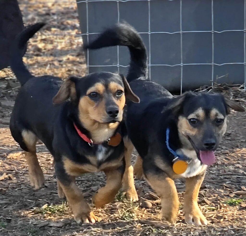 Yogi, a ADOPTABLE mixed breed in Red Hook, NY image 5/5