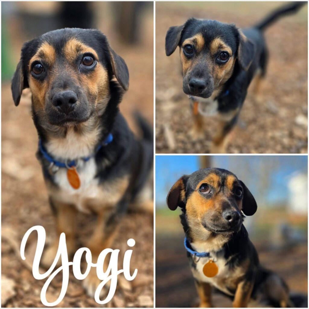 Yogi, a ADOPTABLE mixed breed in Red Hook, NY image 1/5