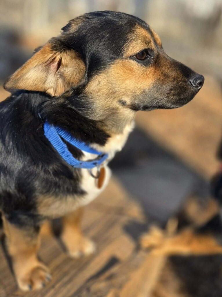 Yogi, a ADOPTABLE mixed breed in Red Hook, NY image 3/5