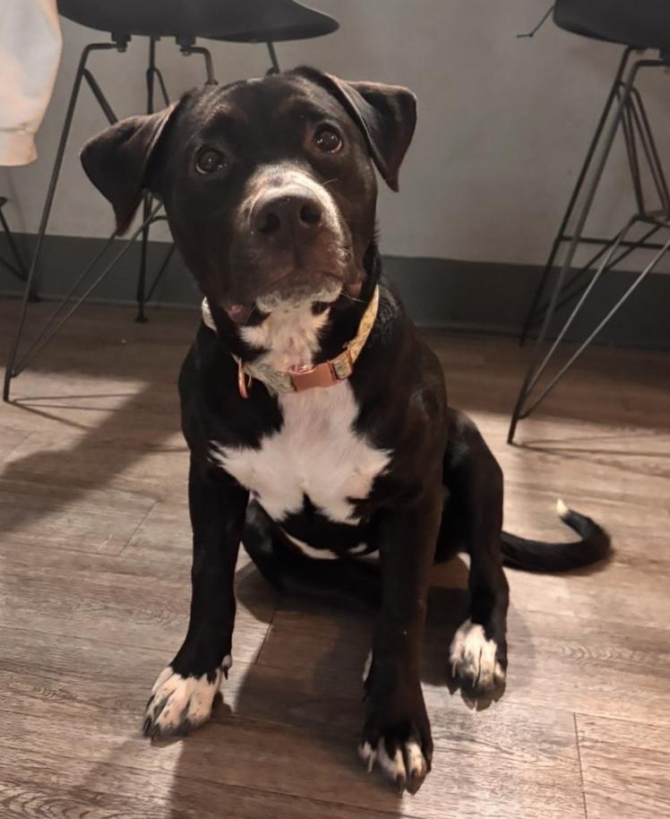 Enlarge Buttercup, a Adoptable mixed breed in Orlando, FL image 4/6