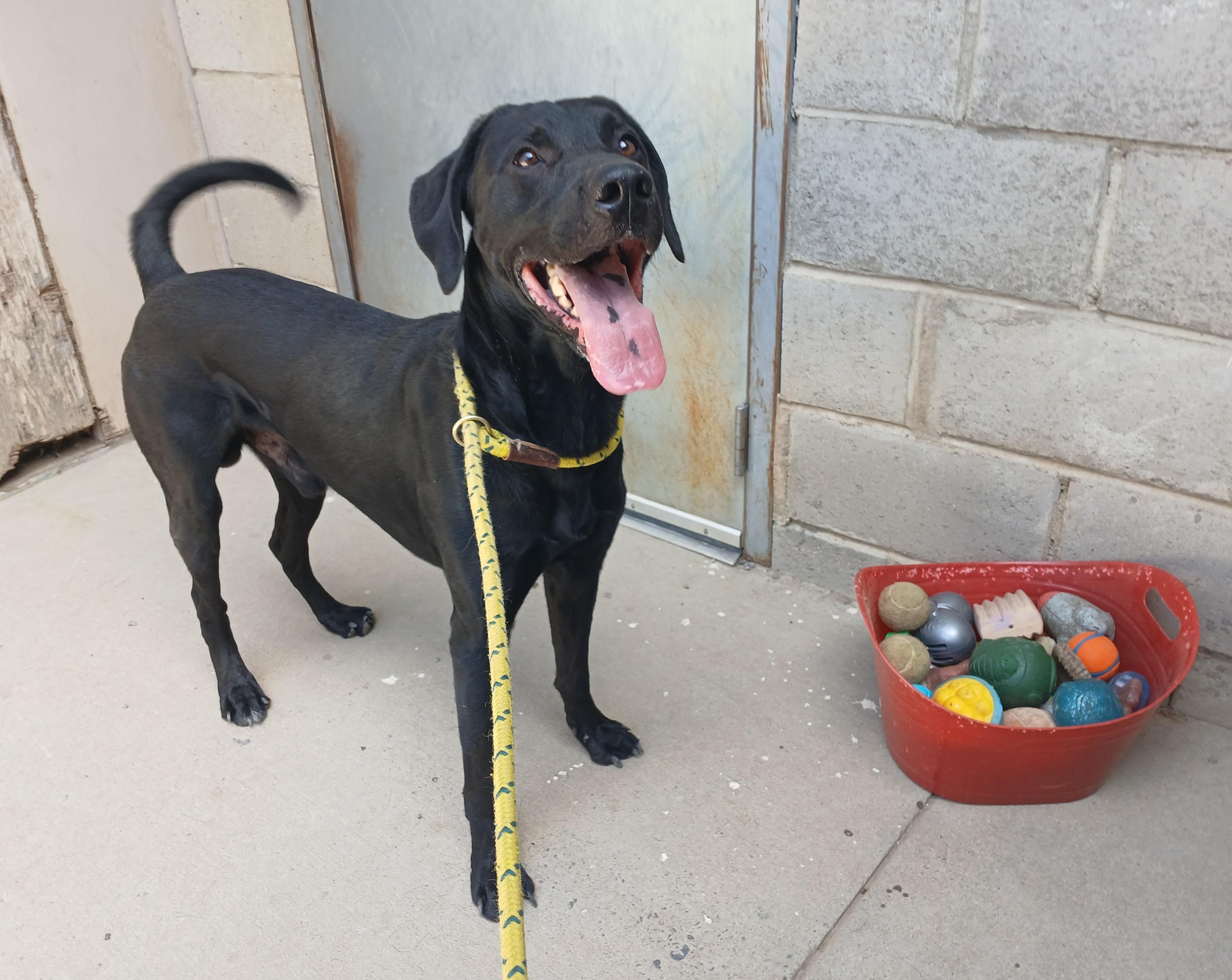 Onyx, an adoptable Labrador Retriever in Susanville, CA, 96130 | Photo Image 1