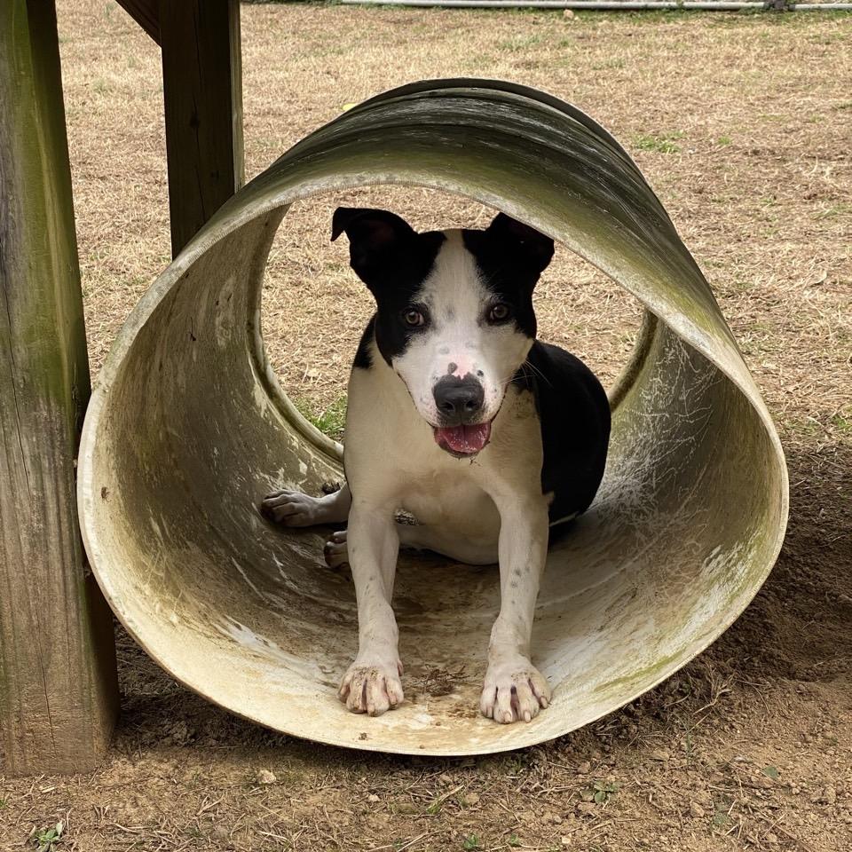 Benson Boone, Adoptable, Young Male Mixed Breed.