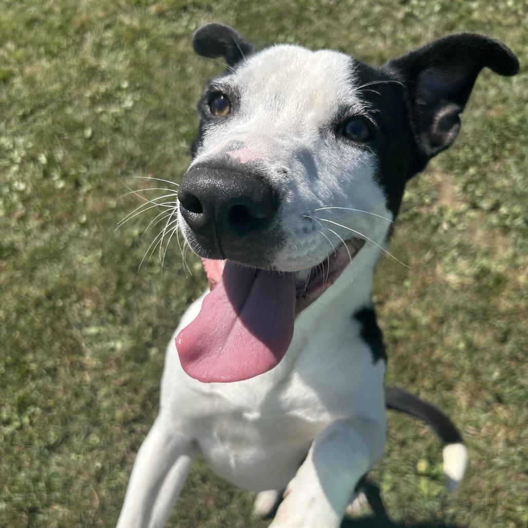 Enlarge Benson Boone, a Adoptable Mixed Breed in Chattanooga, TN image 2/6