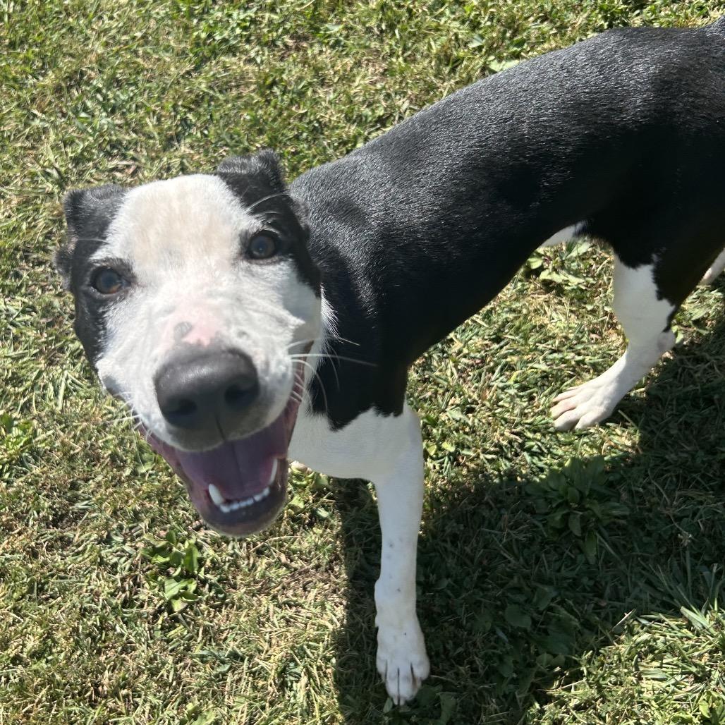 Enlarge Benson Boone, a Adoptable Mixed Breed in Chattanooga, TN image 3/6