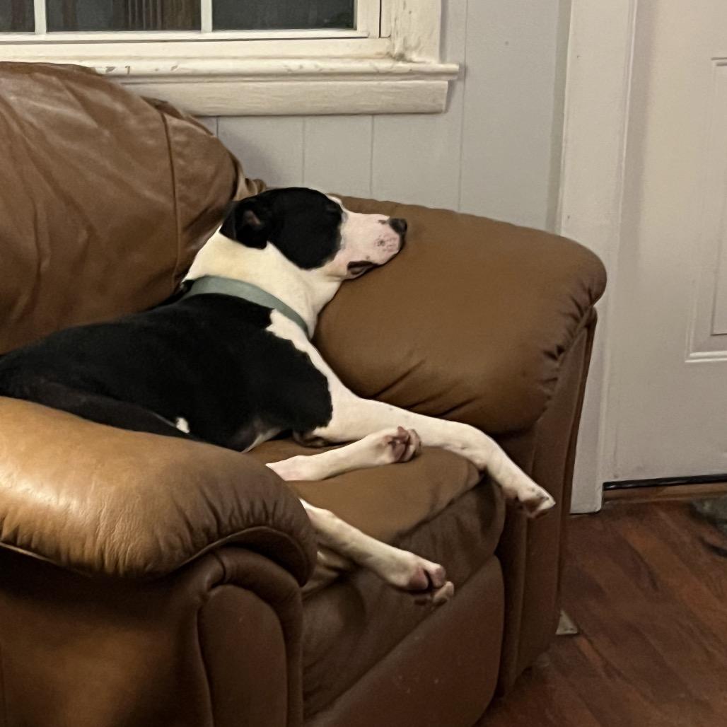 Enlarge Benson Boone, a Adoptable Mixed Breed in Chattanooga, TN image 4/6