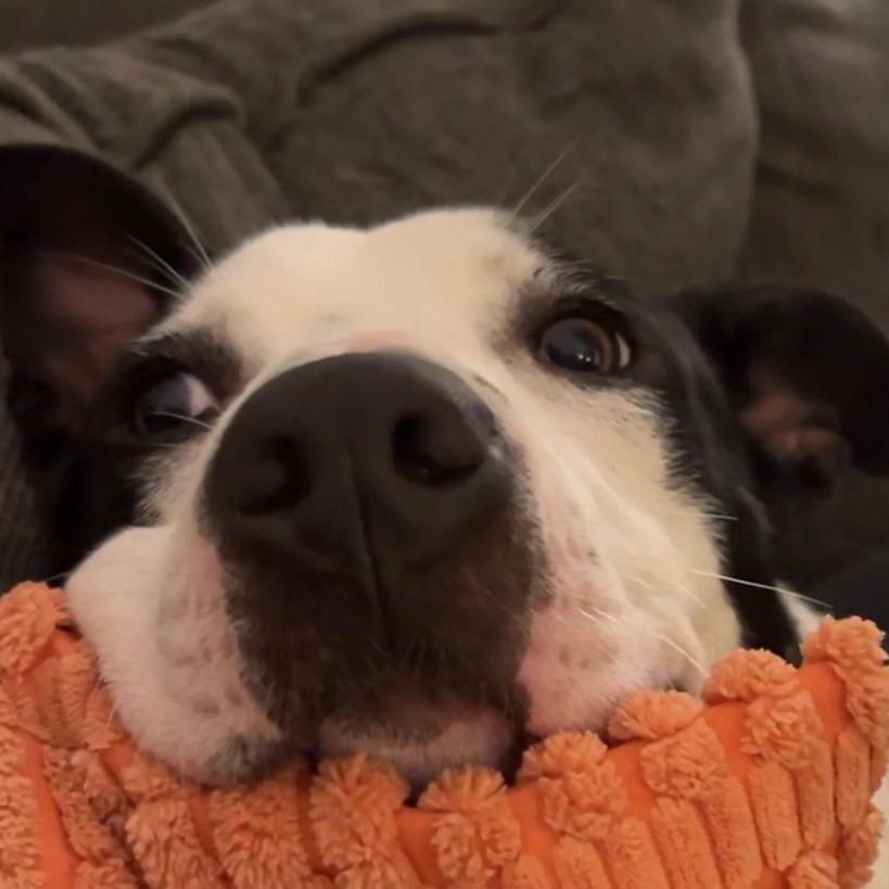 Enlarge Benson Boone, a Adoptable Mixed Breed in Chattanooga, TN image 5/6