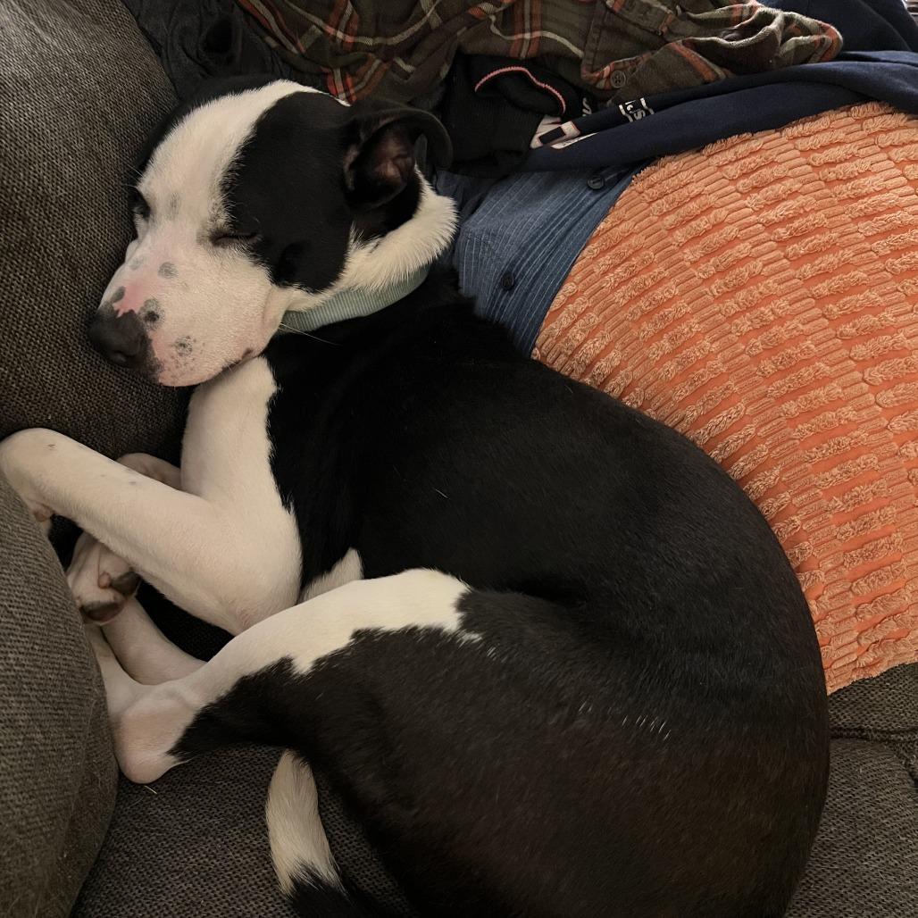 Enlarge Benson Boone, a Adoptable Mixed Breed in Chattanooga, TN image 6/6