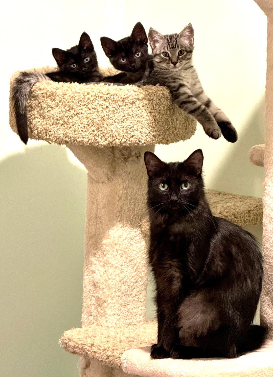 Mandy, a Adoptable Domestic Medium Hair in Stoney Creek, ON image 6/6