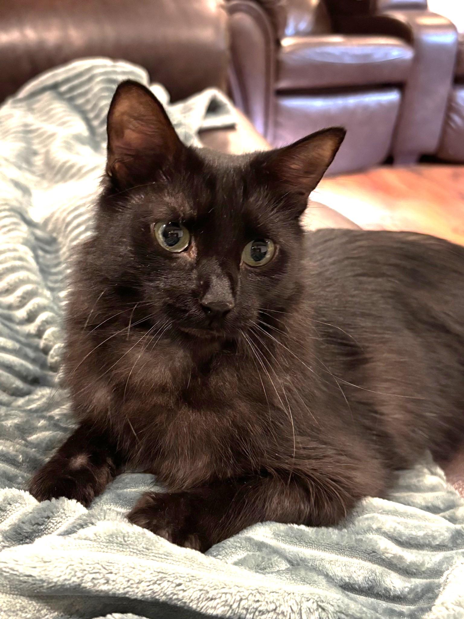 Mandy, a Adoptable Domestic Medium Hair in Stoney Creek, ON image 5/6