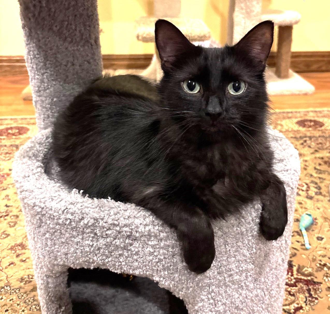 Mandy, a Adoptable Domestic Medium Hair in Stoney Creek, ON image 4/6