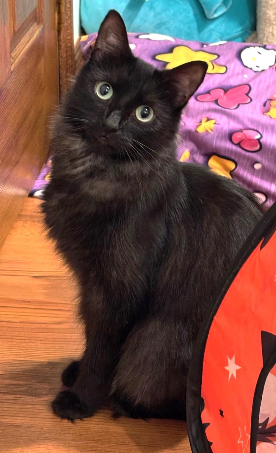 Mandy, a Adoptable Domestic Medium Hair in Stoney Creek, ON image 3/6