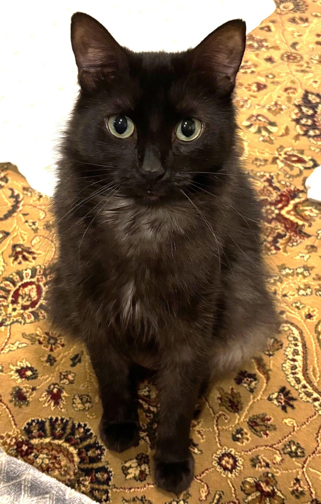 Mandy, Adoptable, Adult Female Domestic Medium Hair.