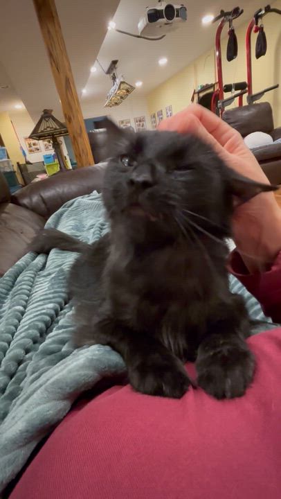 Enlarge Mandy, a Adoptable Domestic Medium Hair in Stoney Creek, ON video 2/6