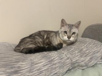 Enlarge Kate, a Adoptable Domestic Short Hair in Chicago, IL image 1/3