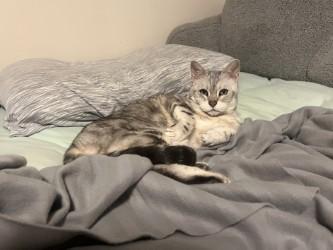 Enlarge Kate, a Adoptable Domestic Short Hair in Chicago, IL image 2/3